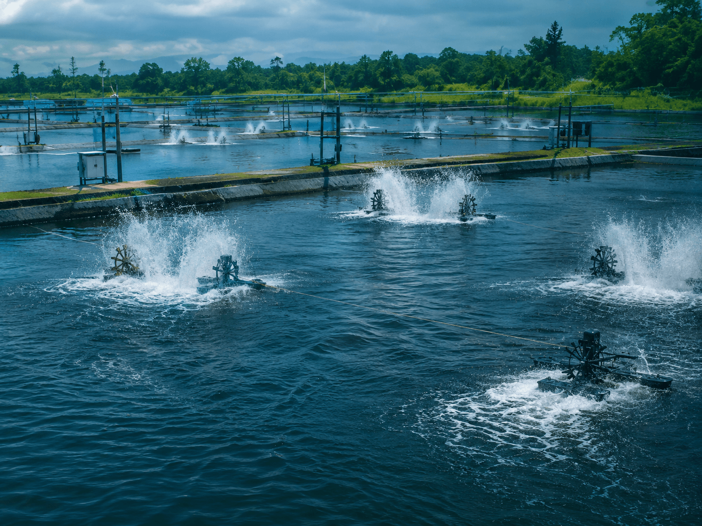 Aquaculture ponds with paddlewheel aerators running